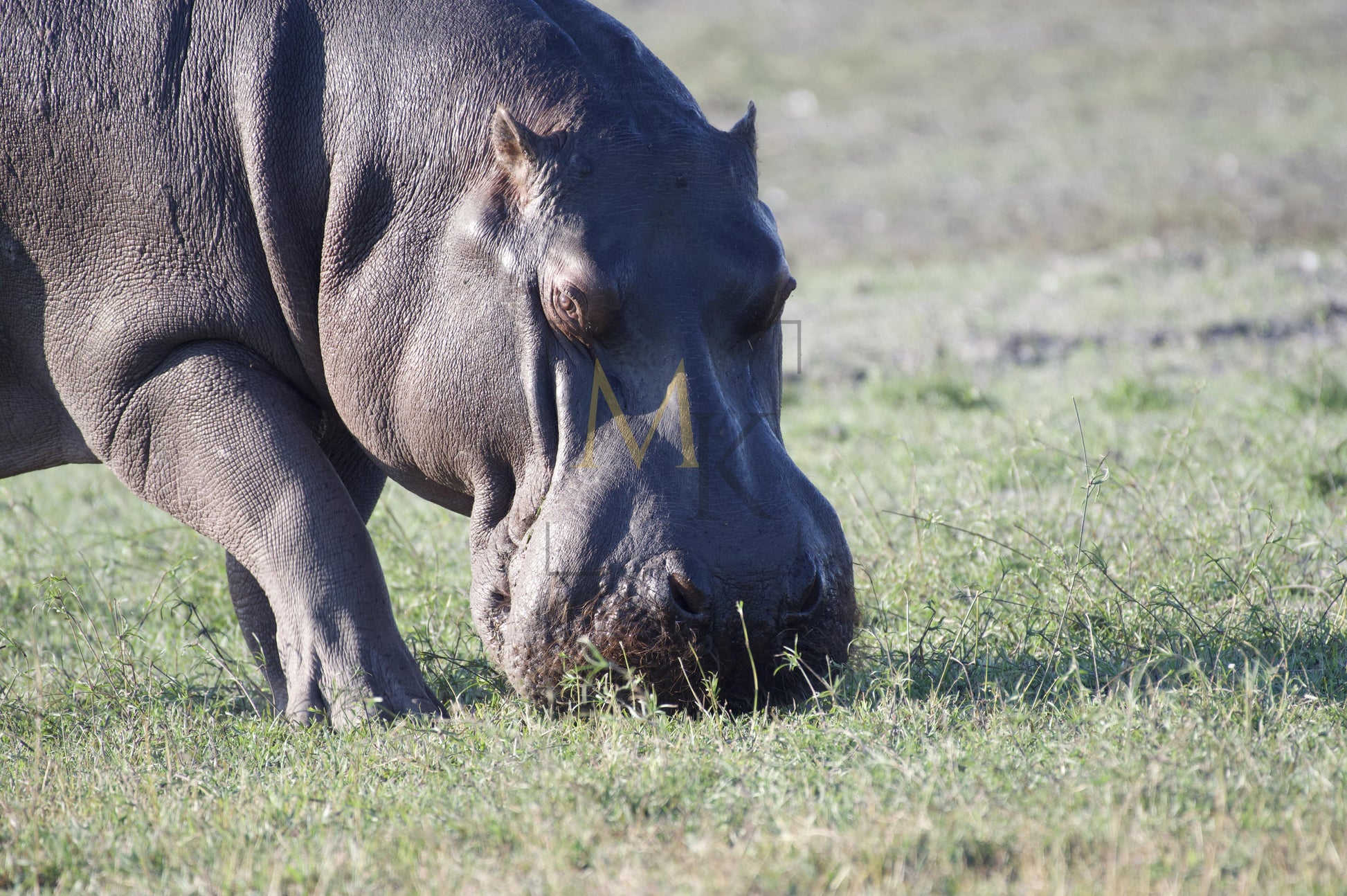 Grazing Hippopotamus