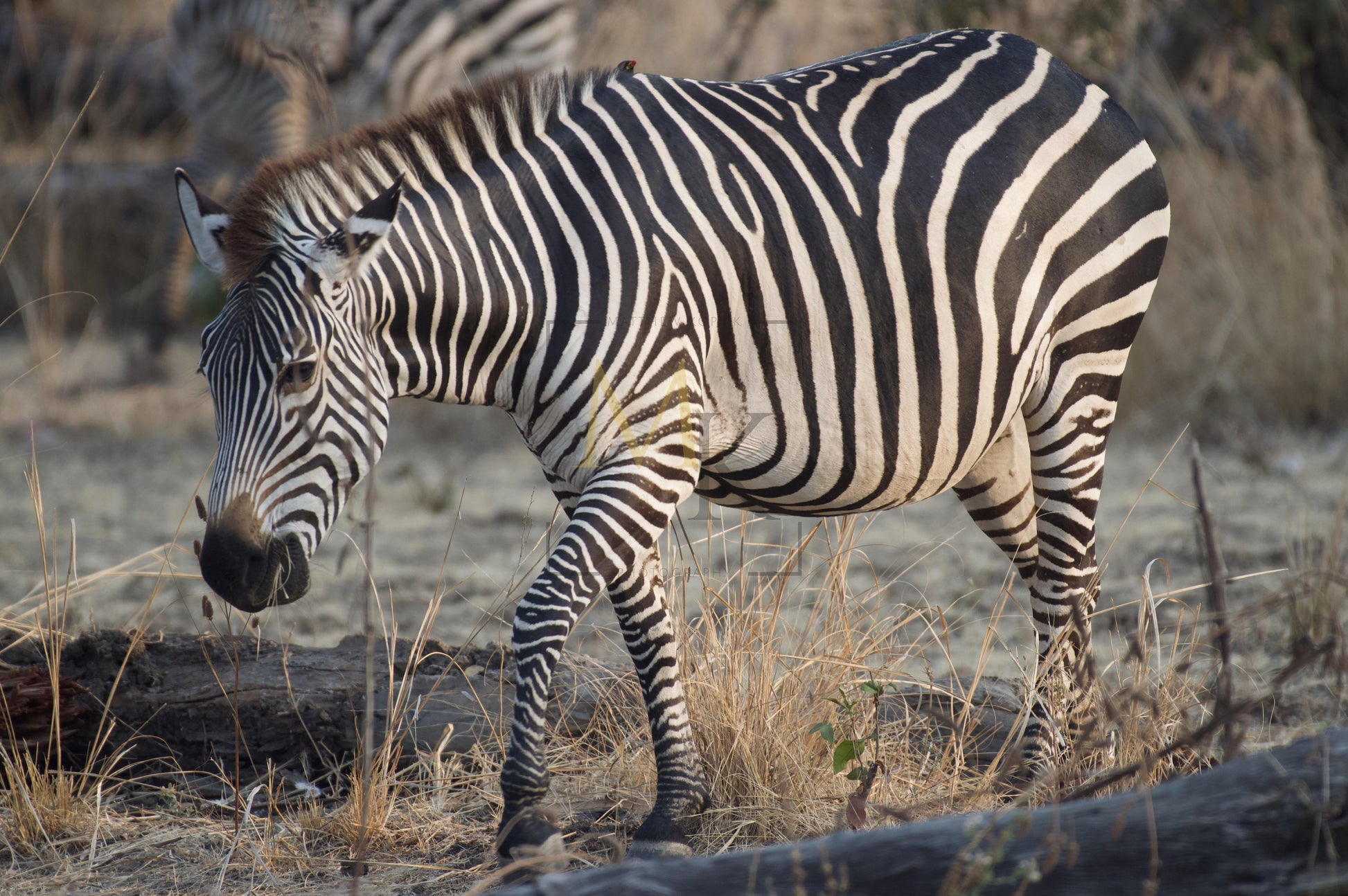 Grazing Zebra