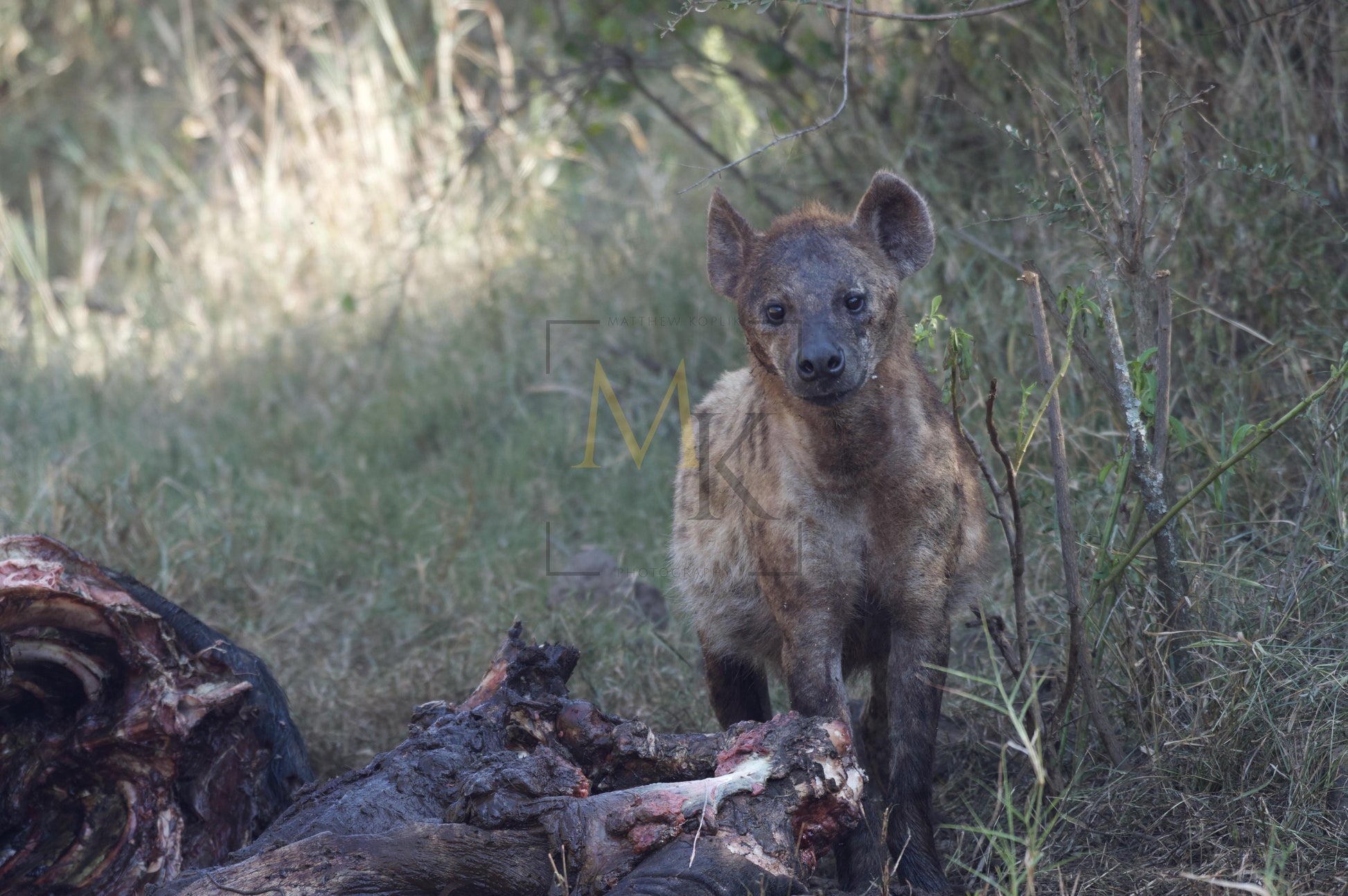 Hyena