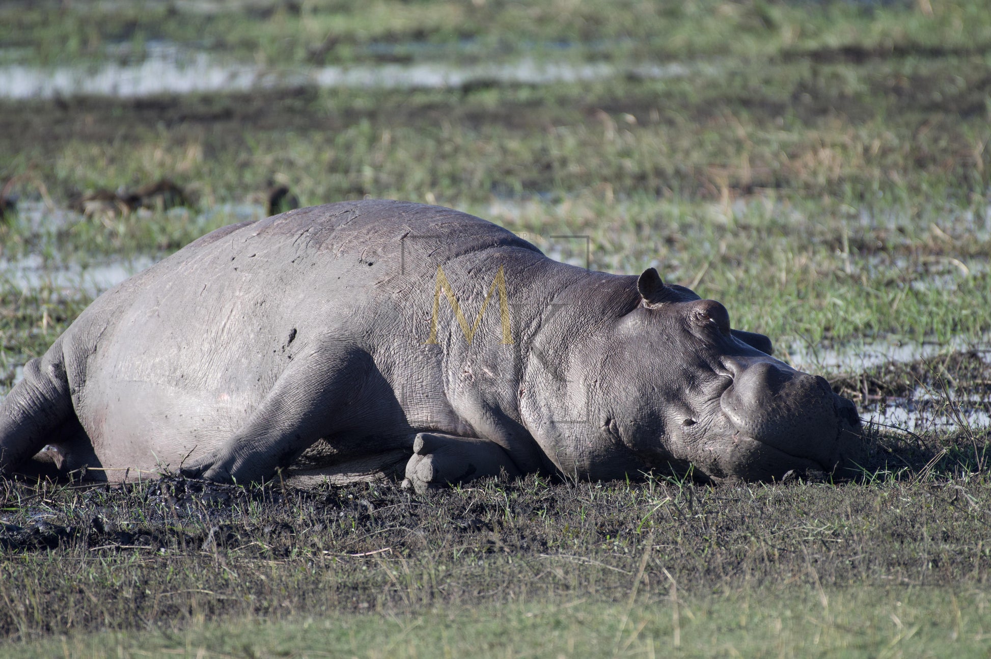 Lazing Hippopotamus