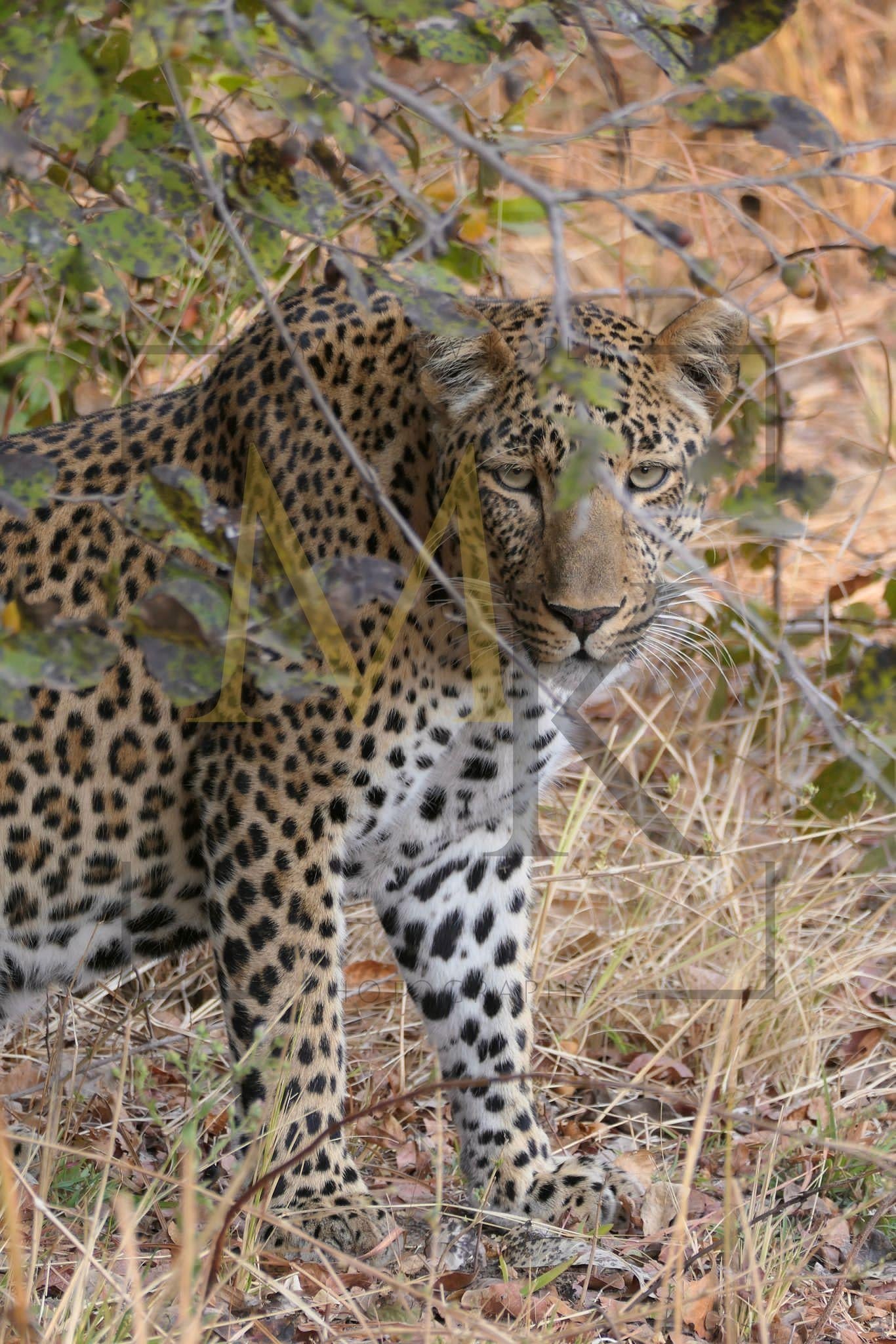 Leering Leopard