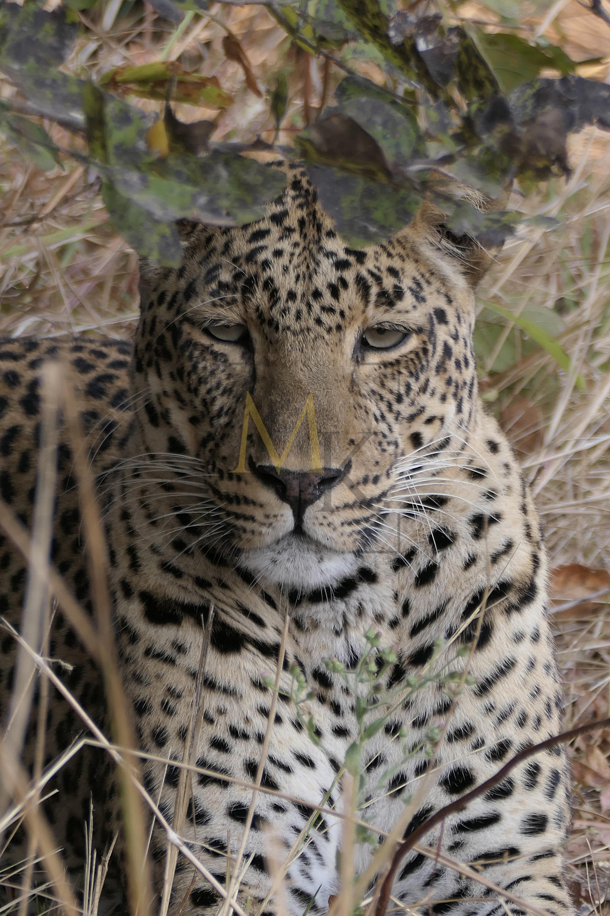 Leopard #1