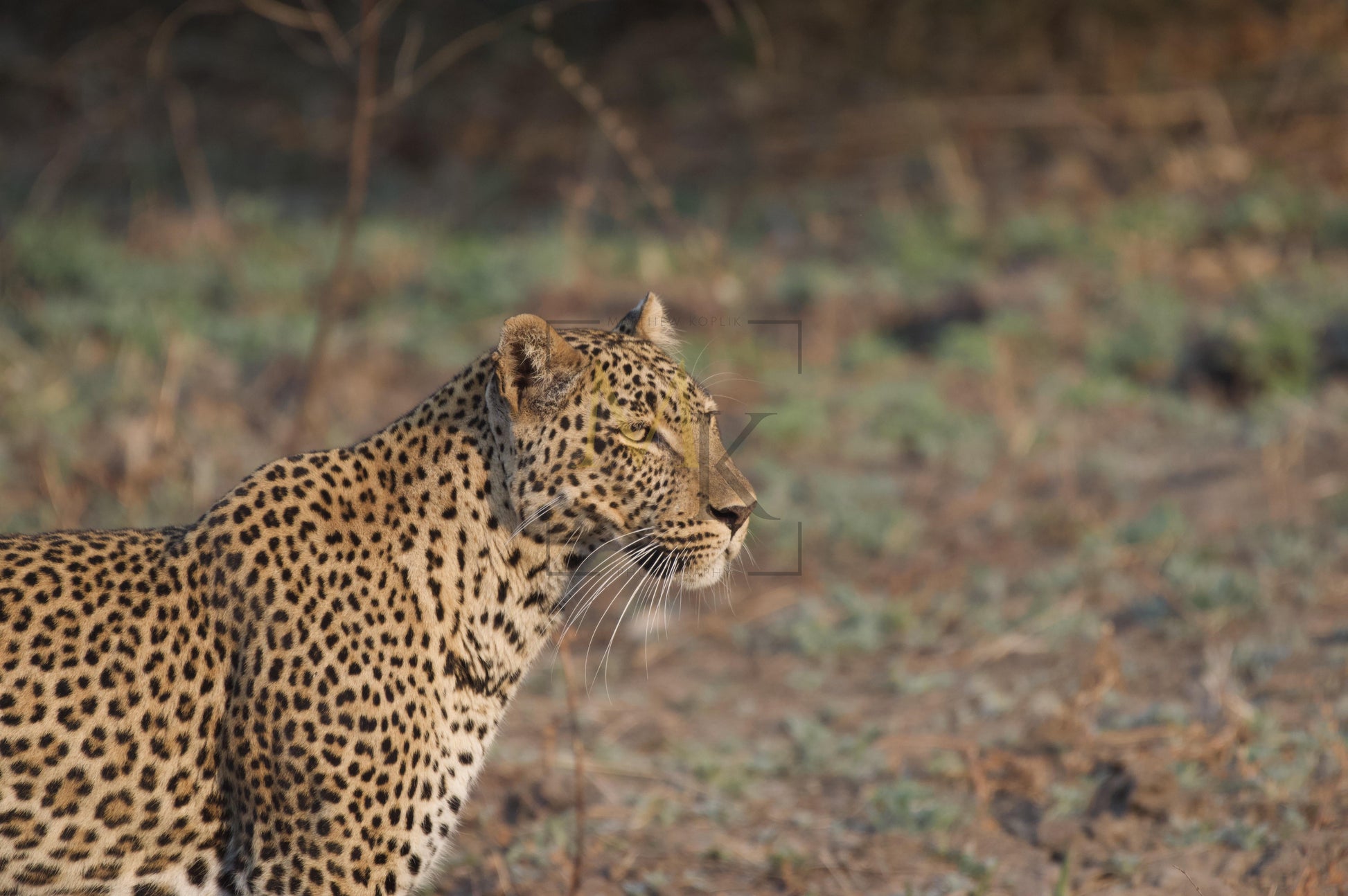 Leopard in the Sun #1