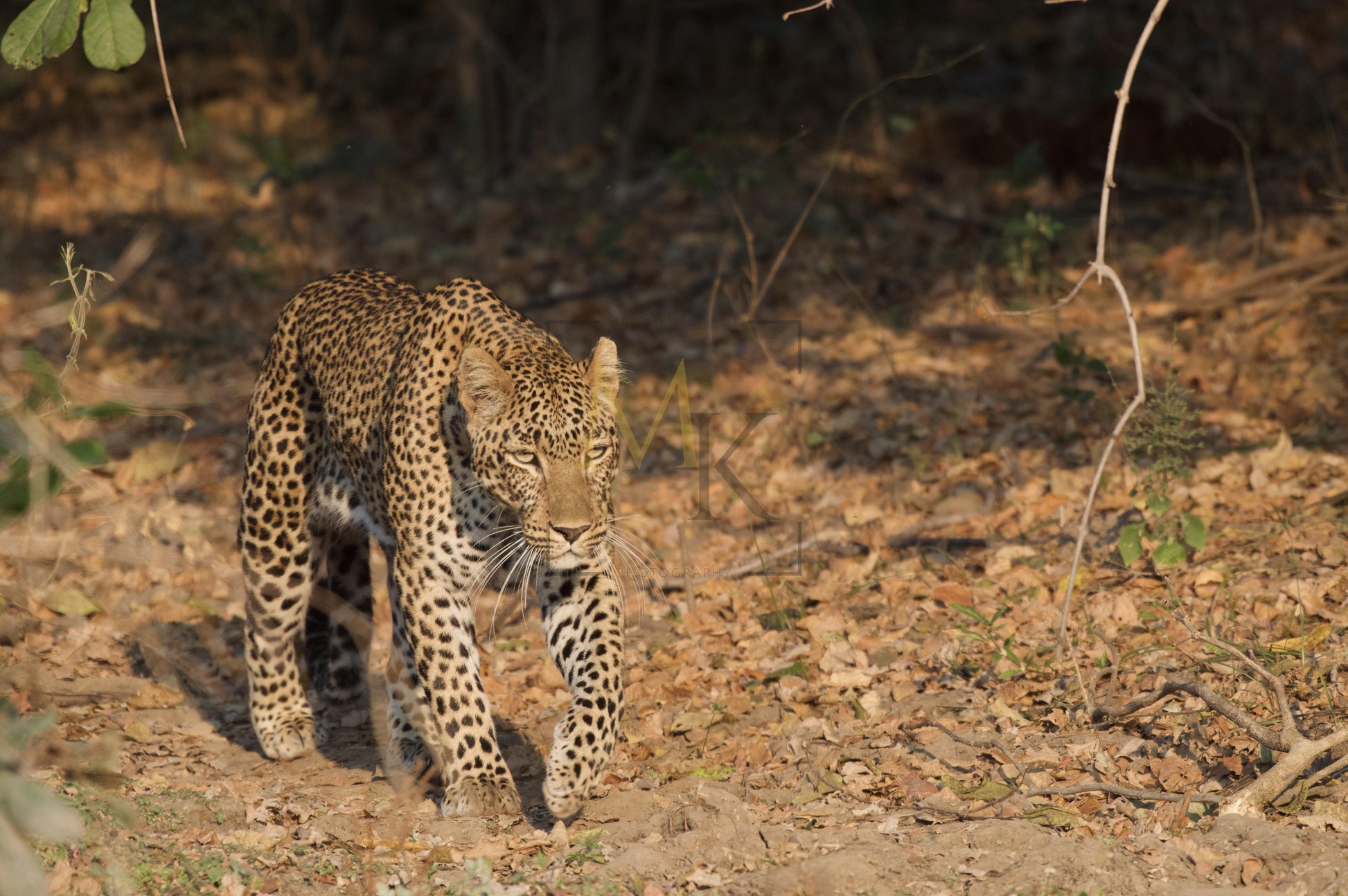 Leopard in the Sun #2