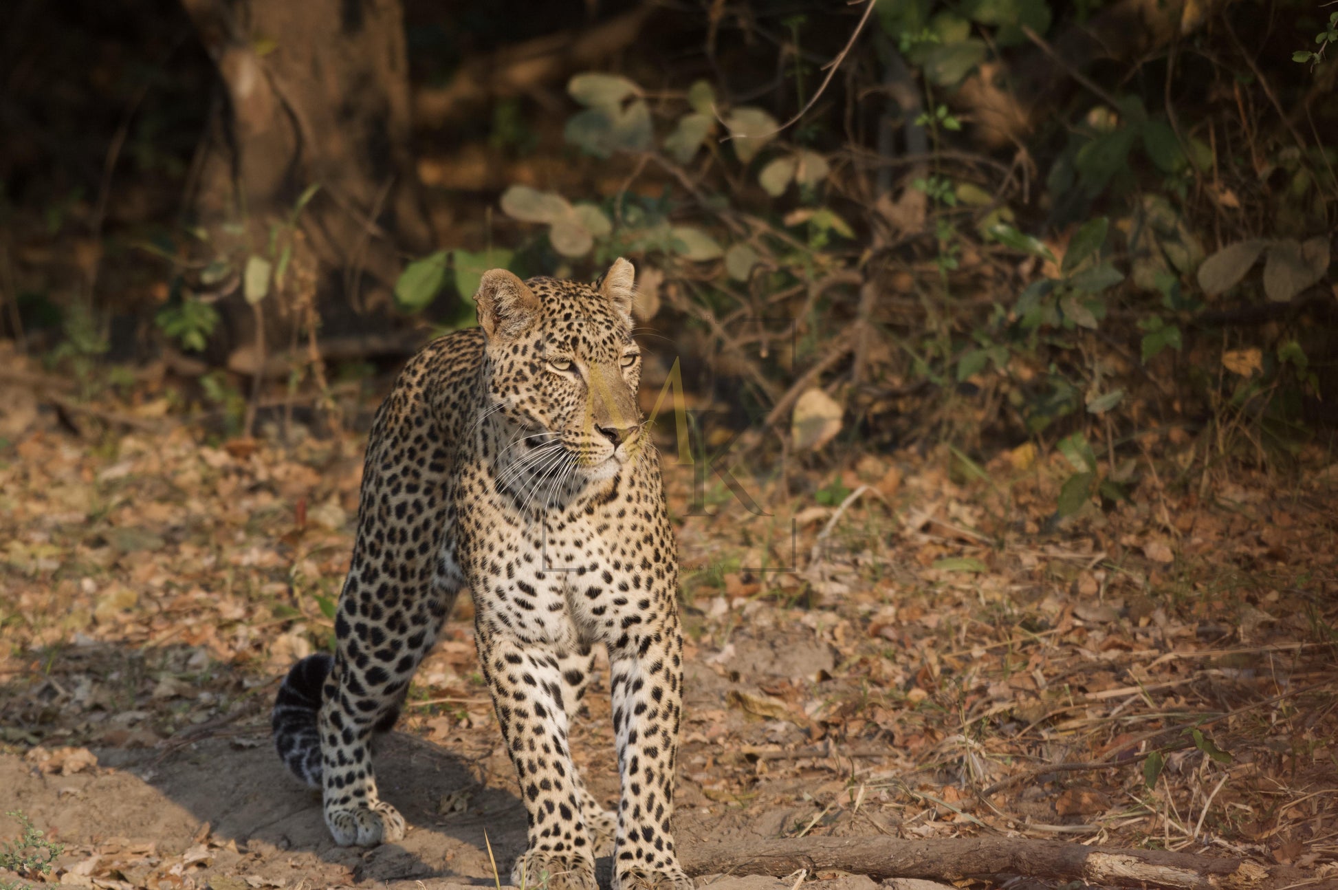 Leopard in the Sun #3