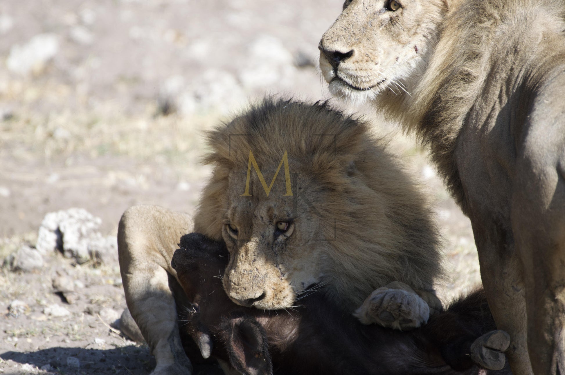 Lion Eating Buffalo #1