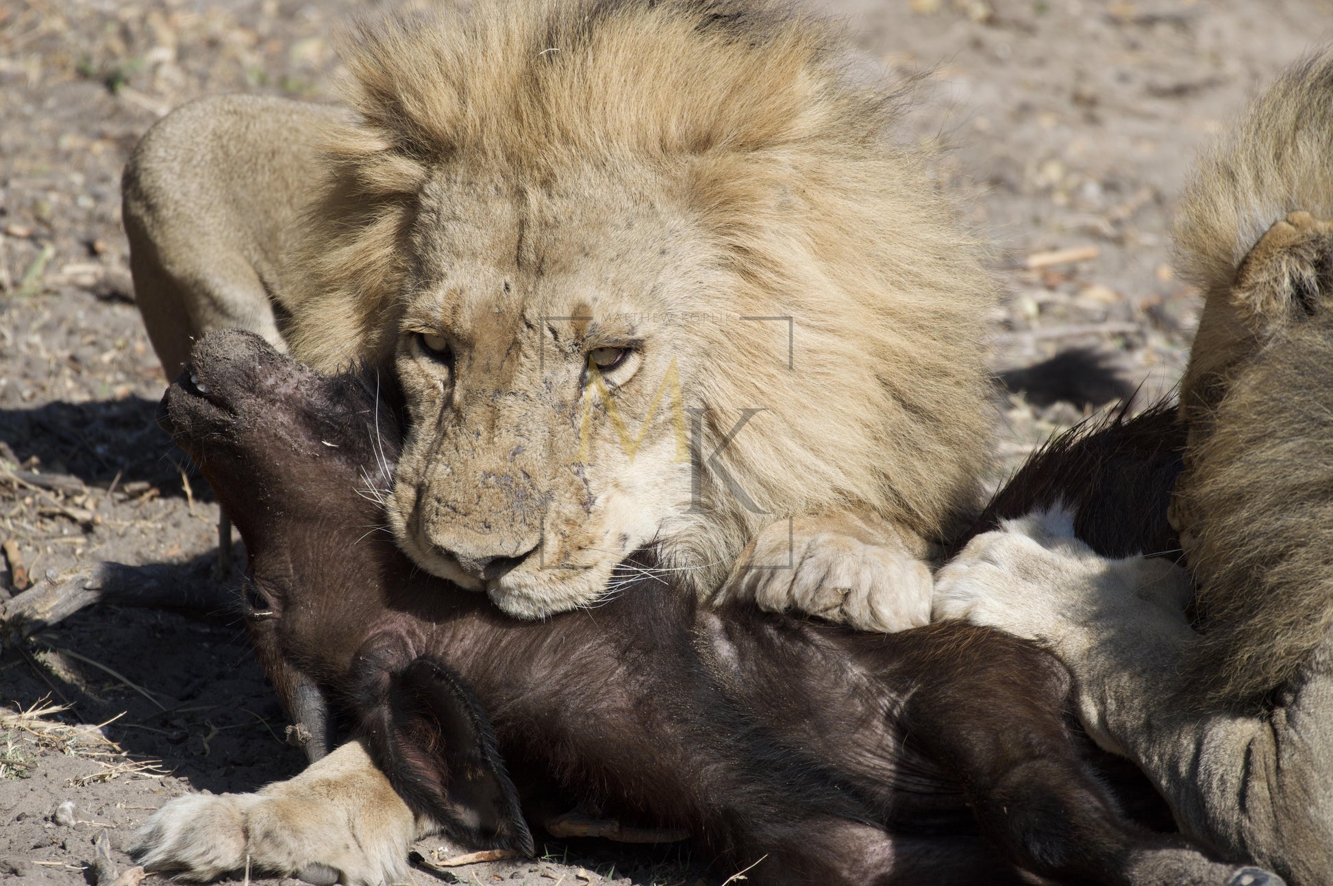 Lion Eating Buffalo #2