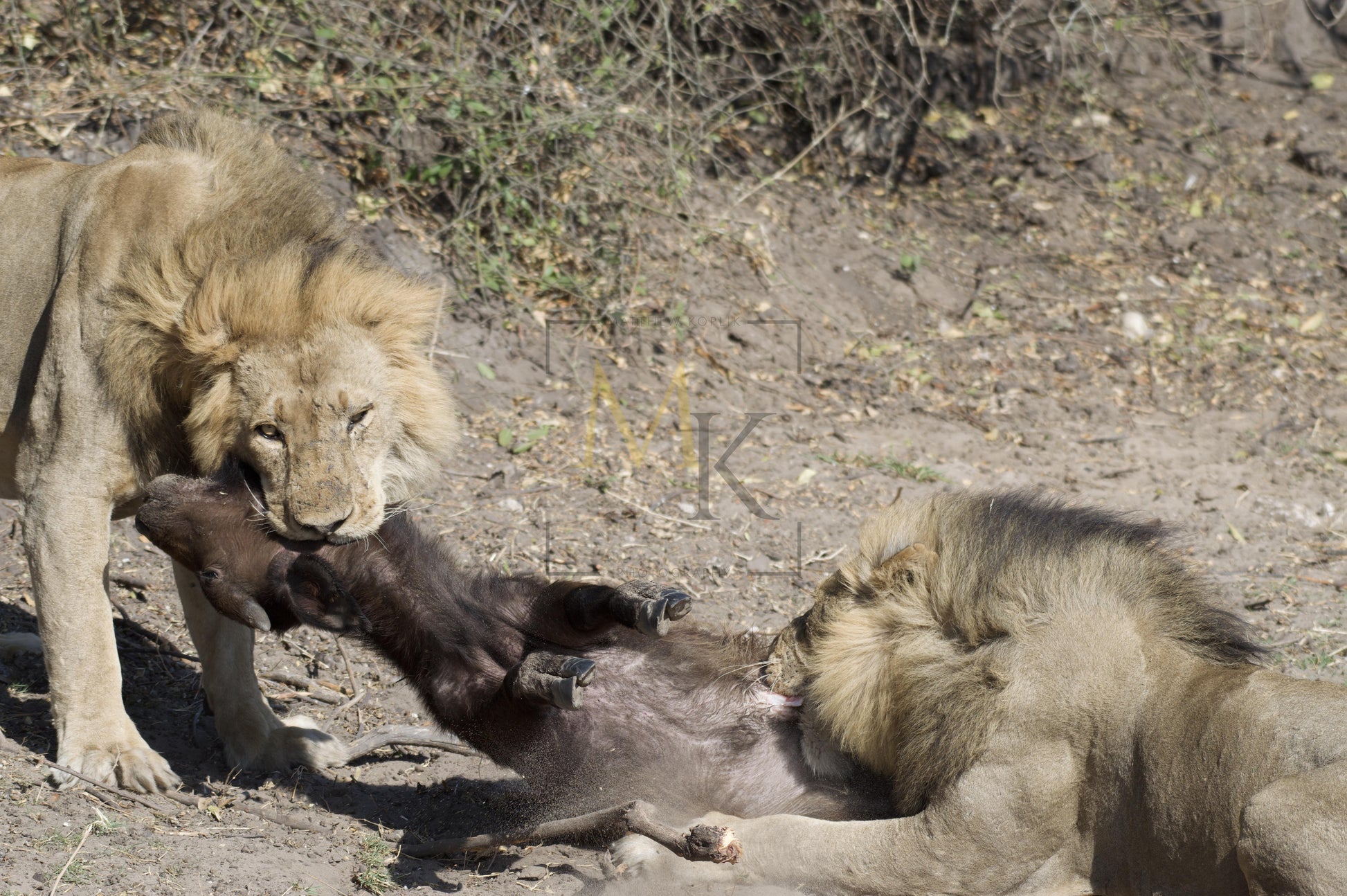 Lion Eating Buffalo #3