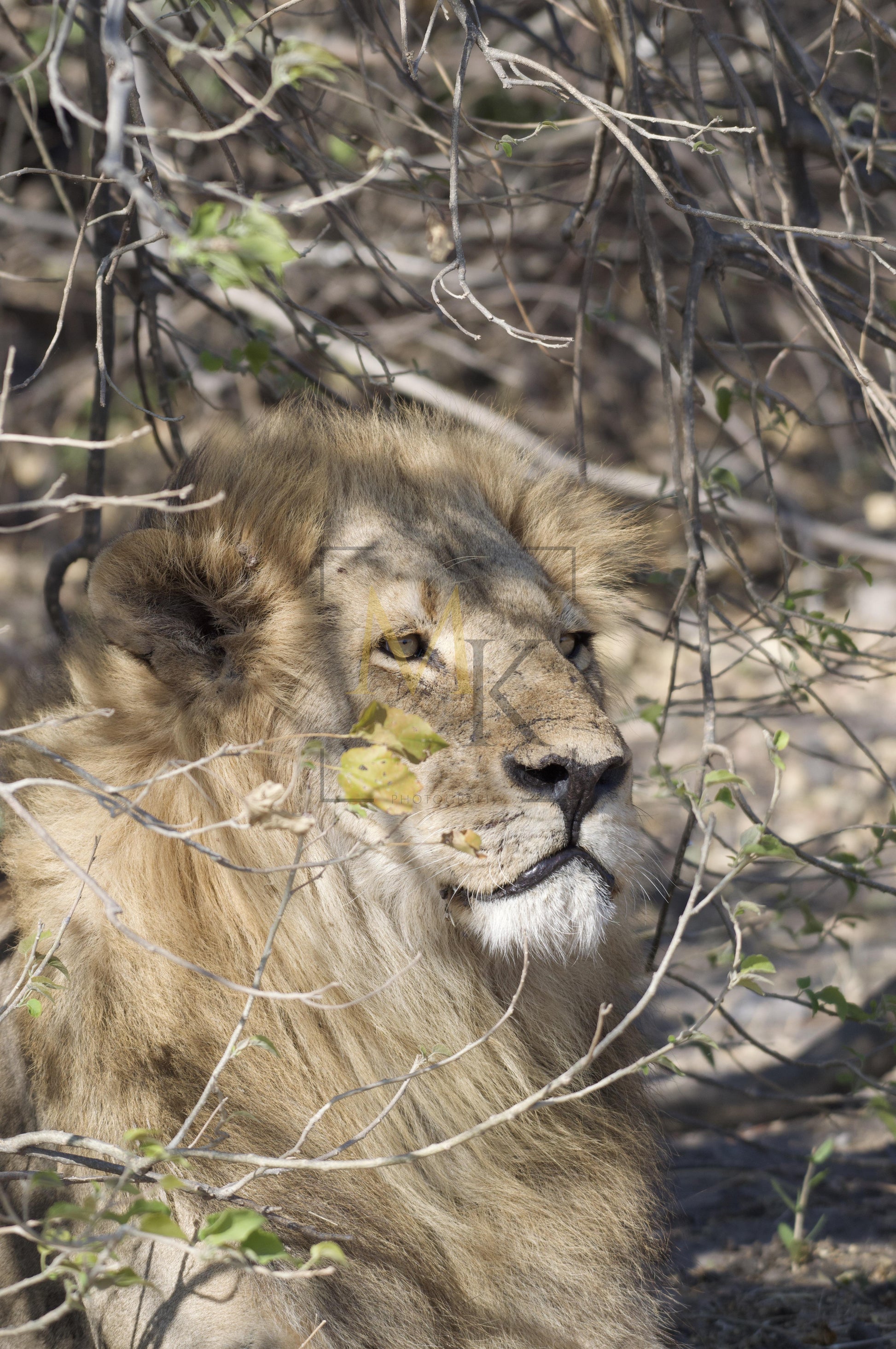 Lion in the Brush