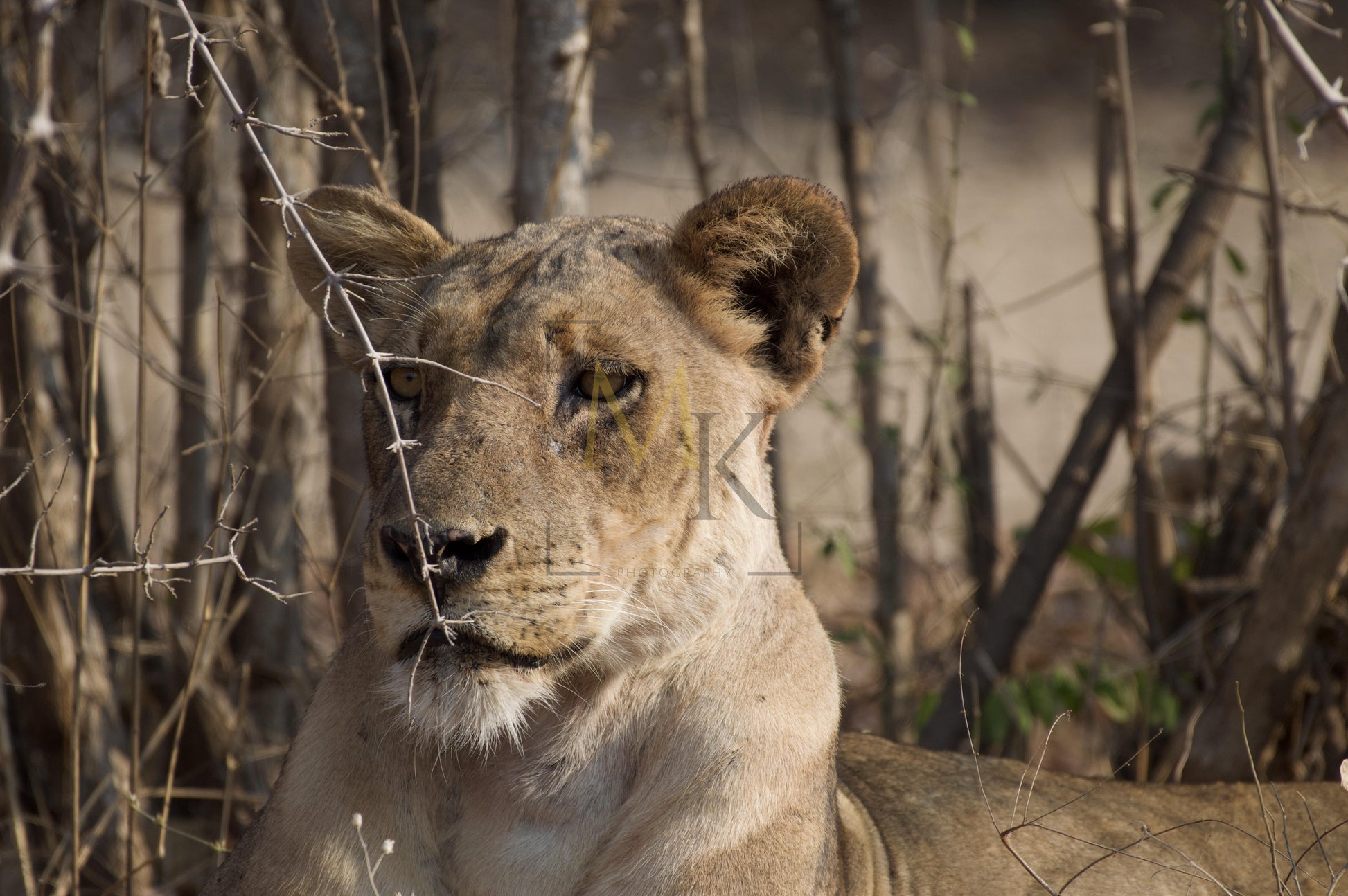 Lioness #1