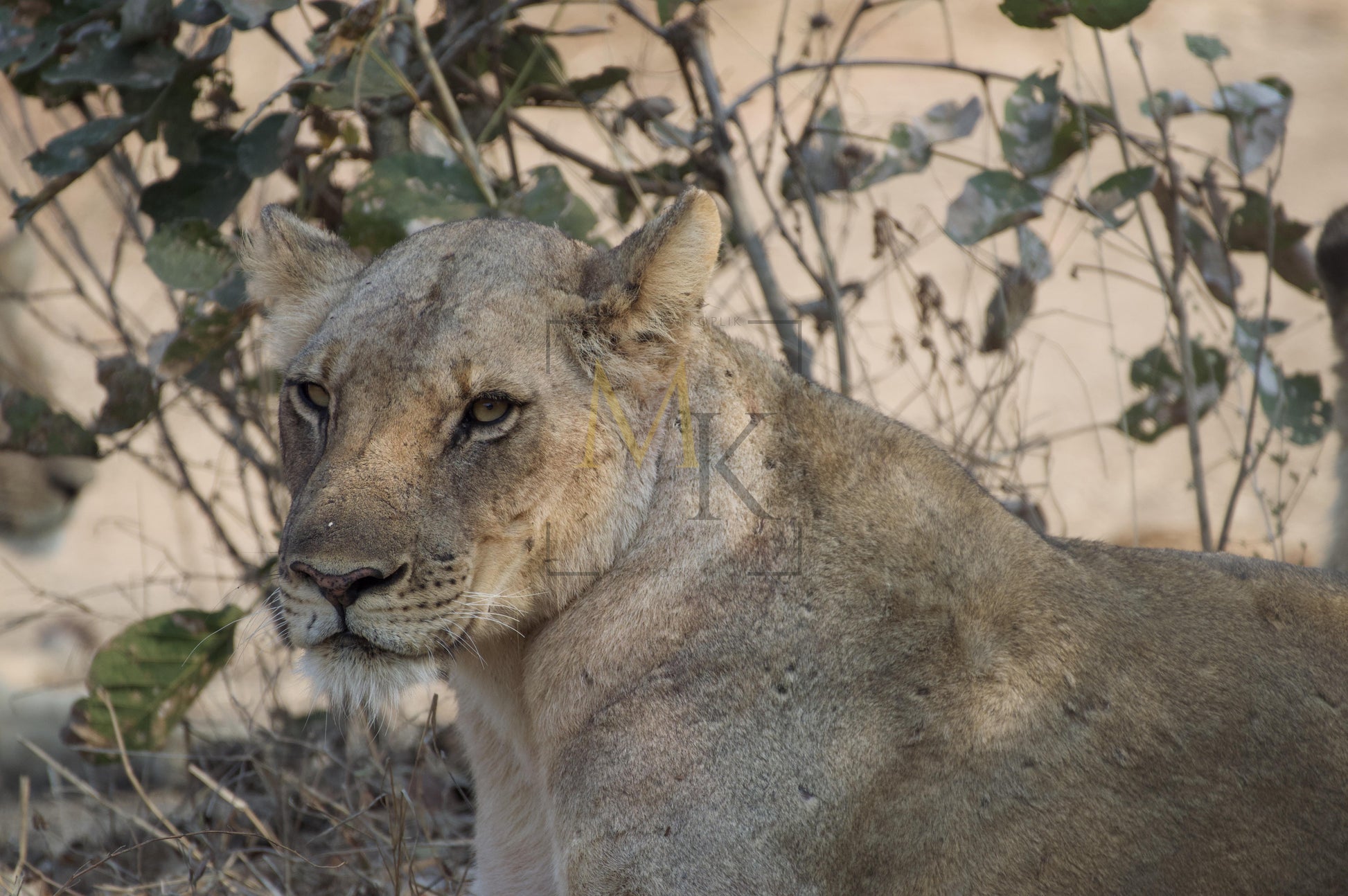 Lioness #2