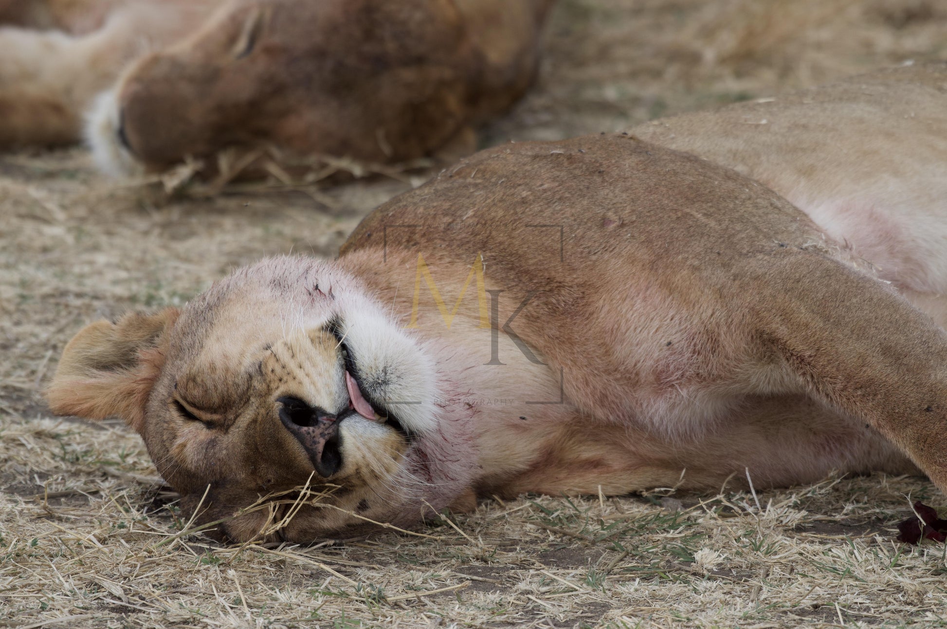 Lioness Sleeping After Meal
