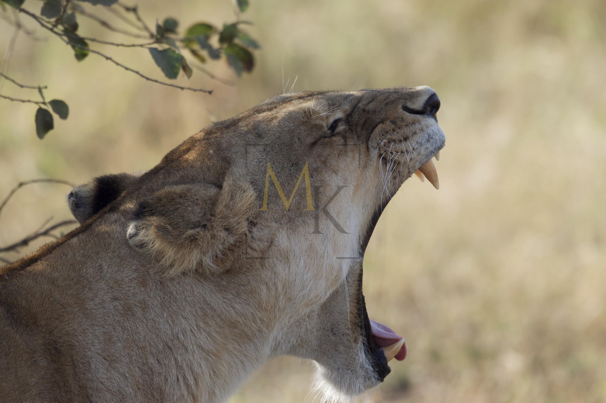 Lioness Yawning