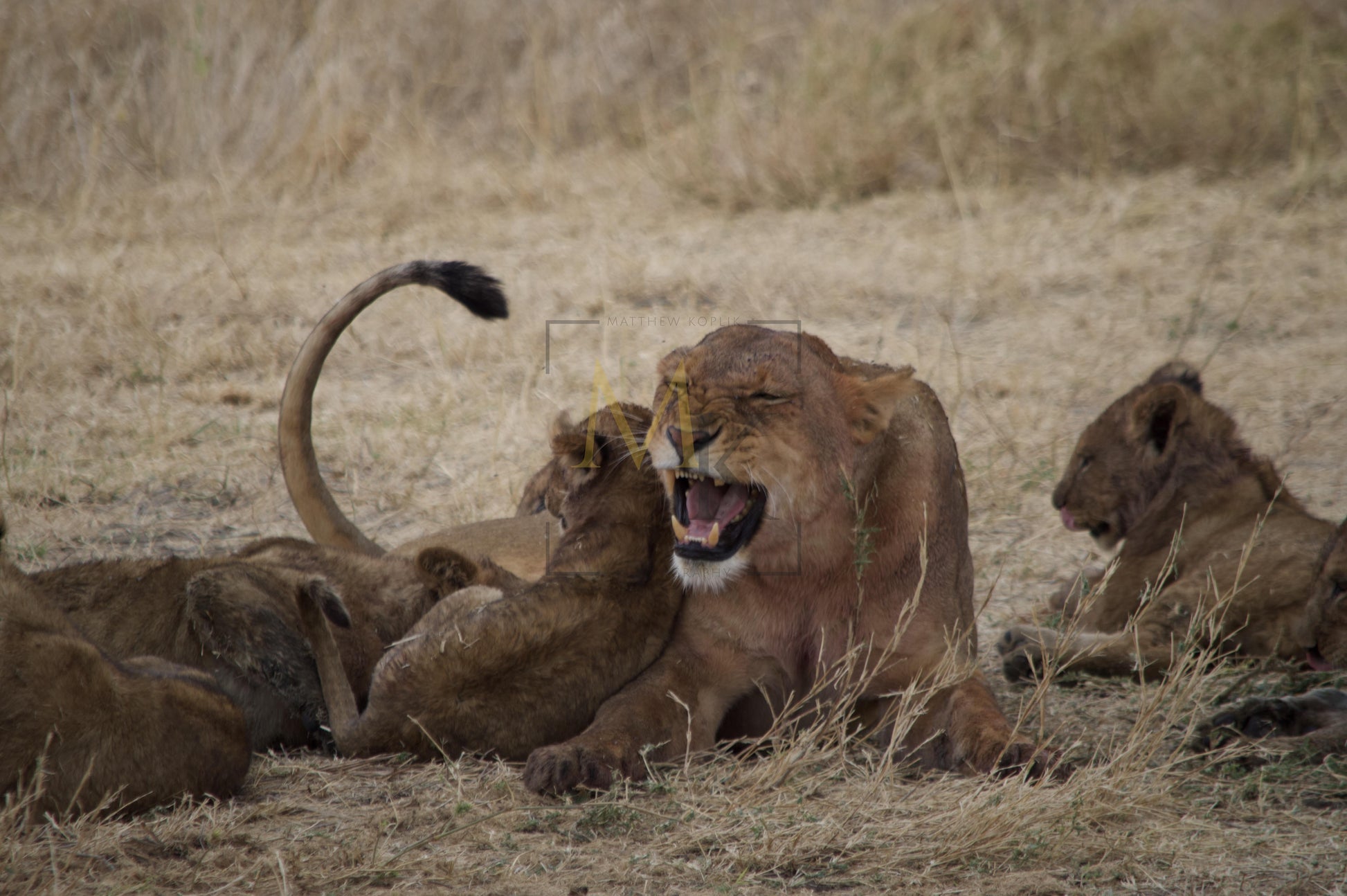 Lioness and Cubs Playing