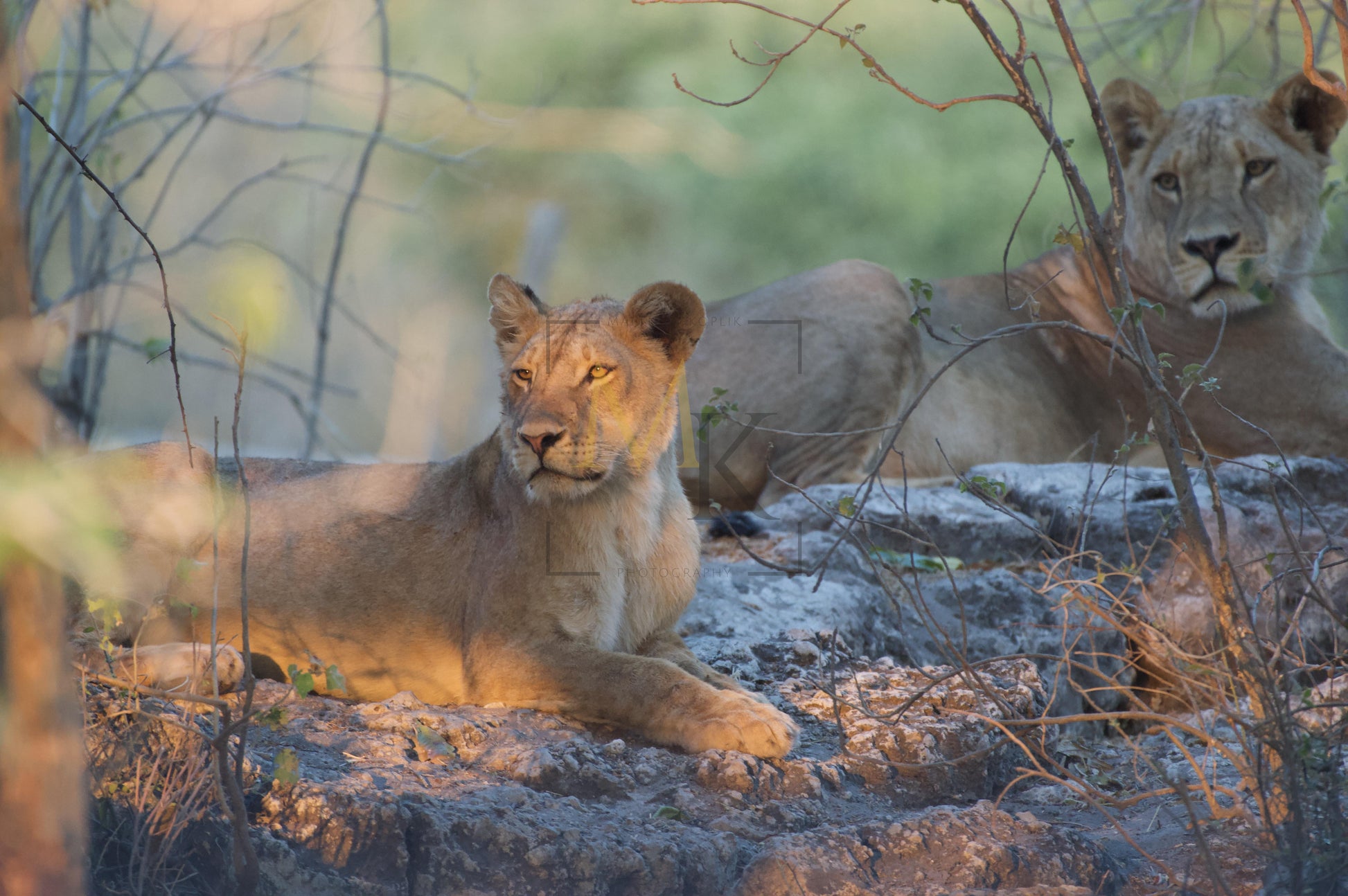 Lioness in the Sun