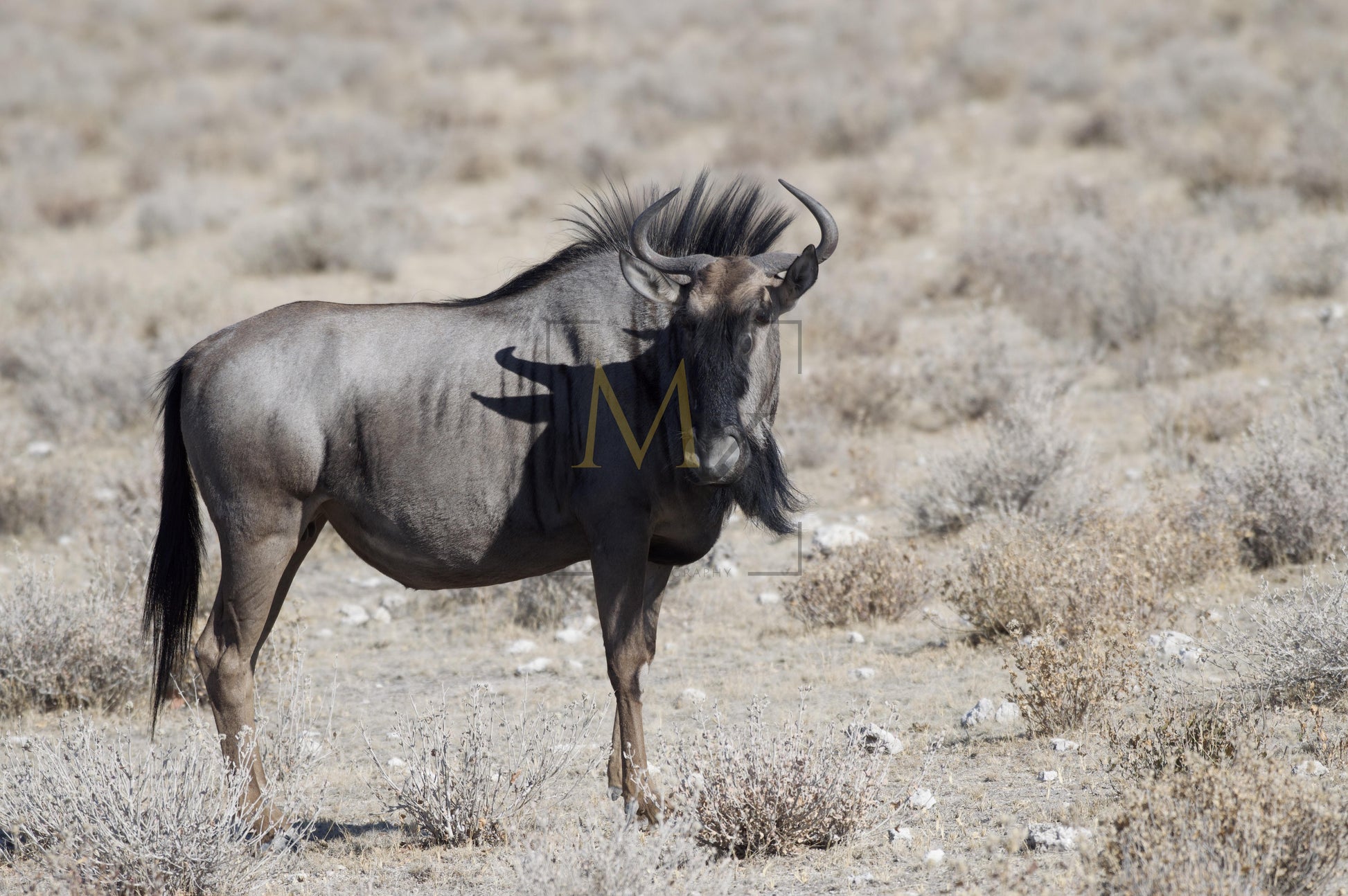 Lone Wildebeest