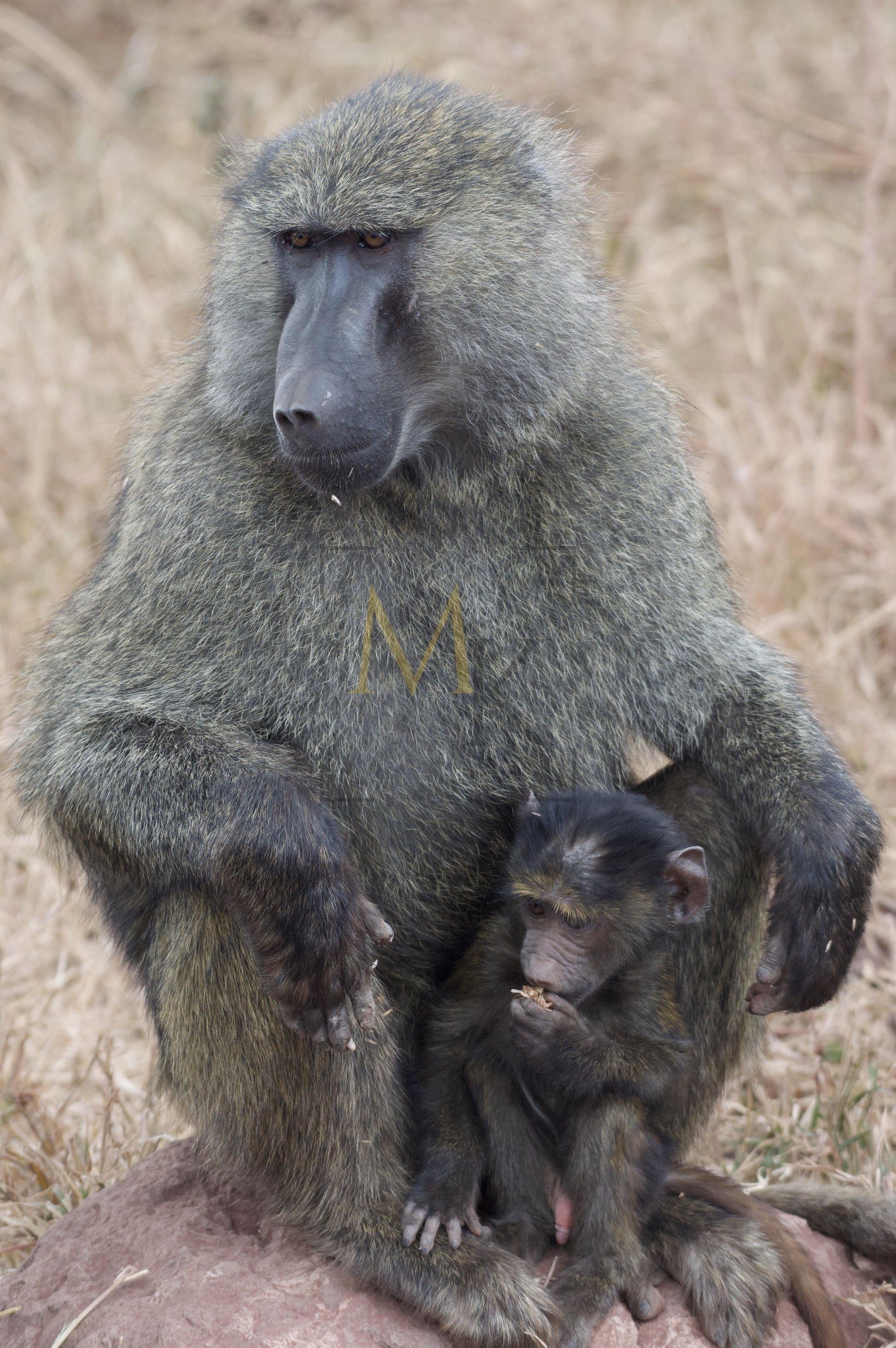 Mother and Baby Baboon