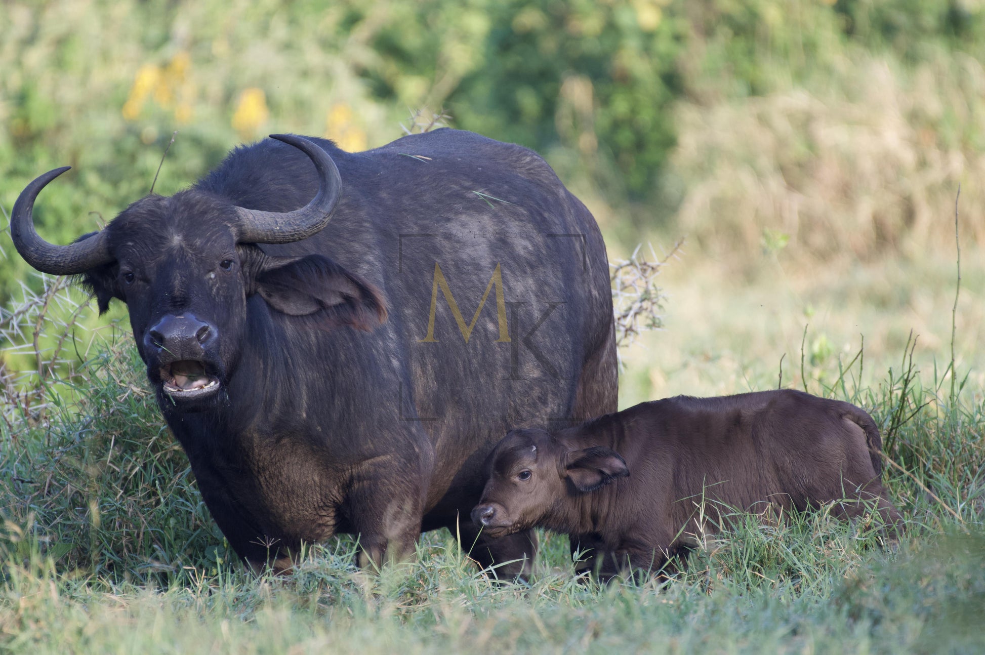 Mother and Baby Buffalo
