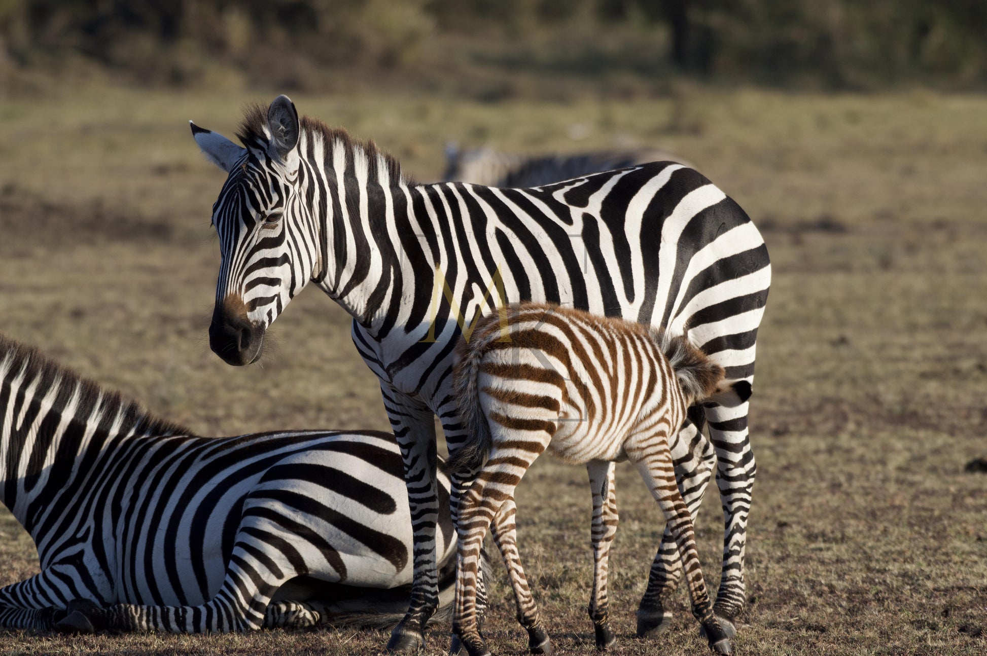 Nursing Zebra