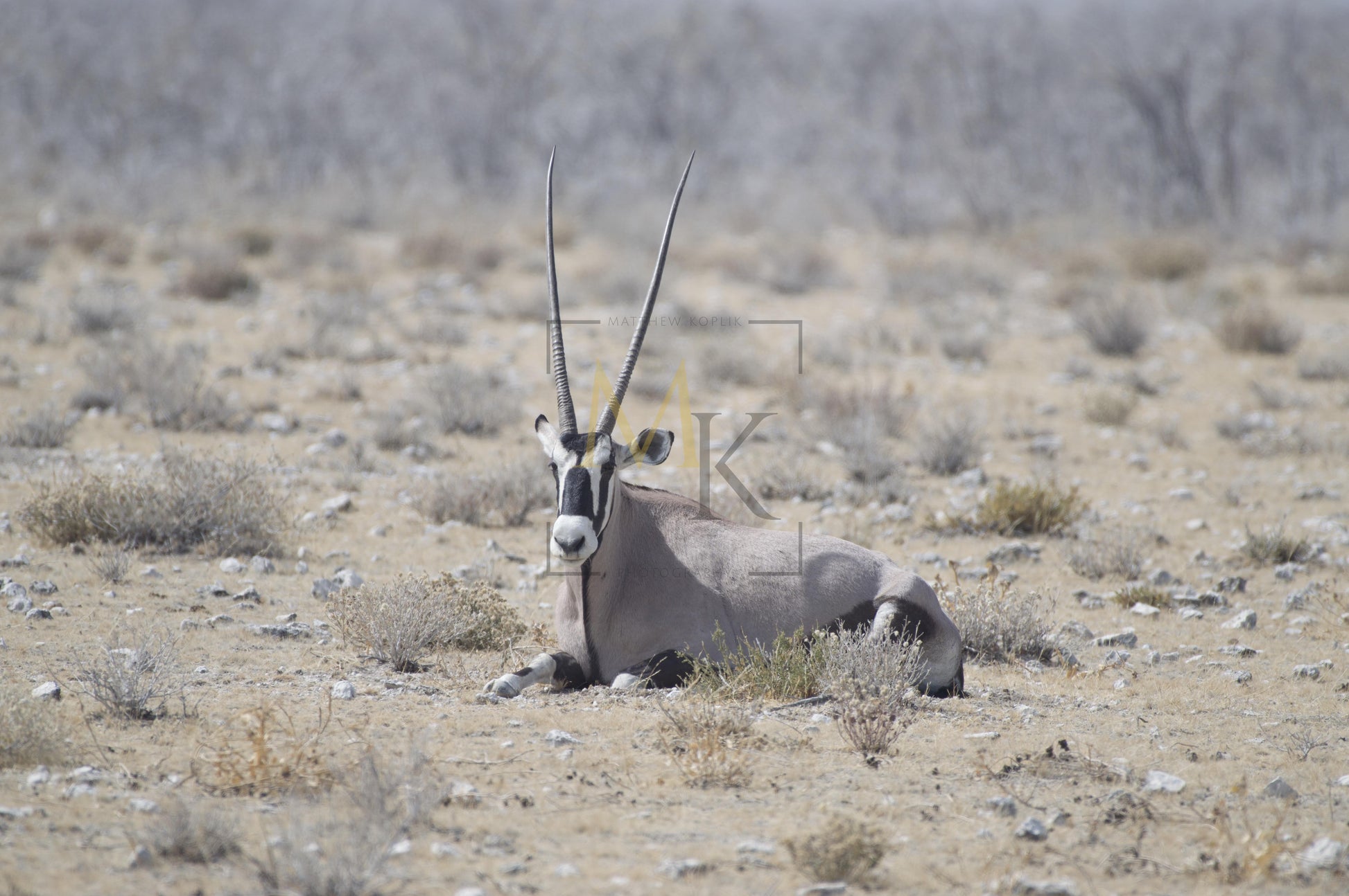 Oryx
