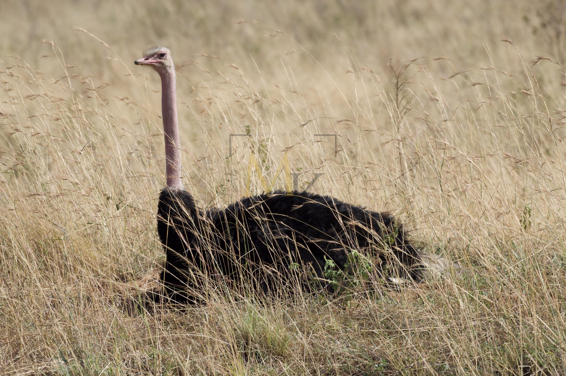 Ostrich #1