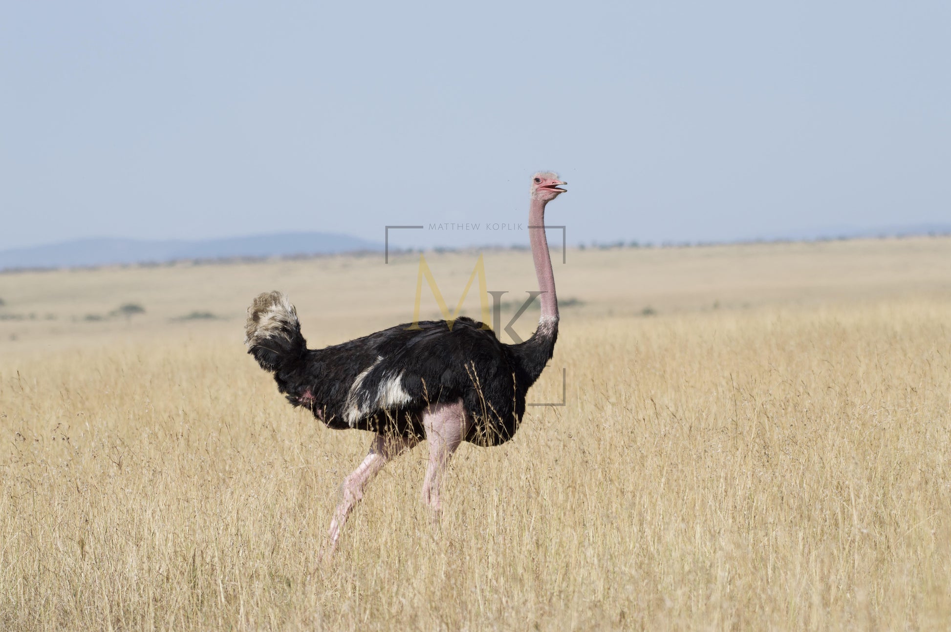 Ostrich #2