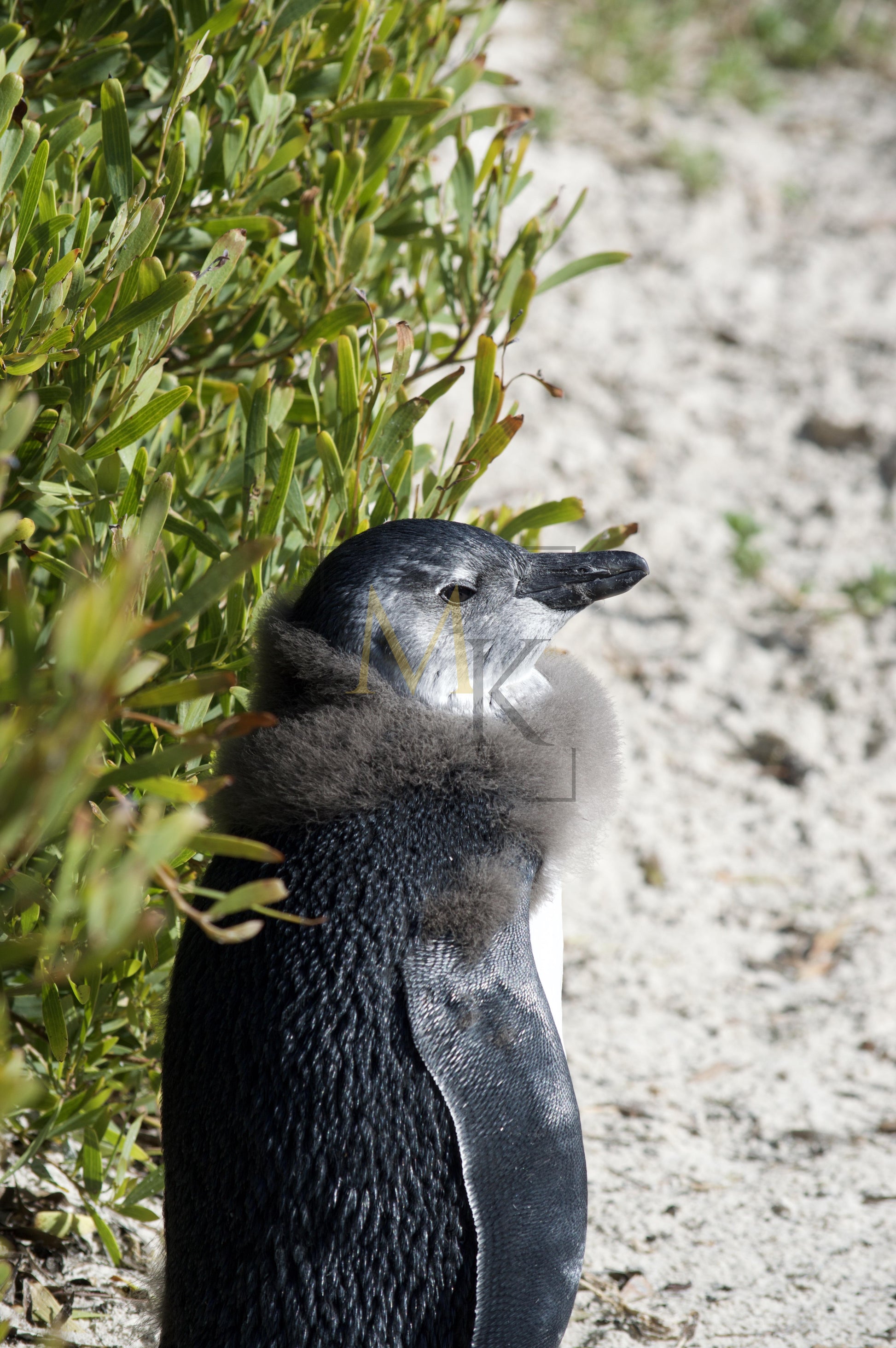 Penguin #1