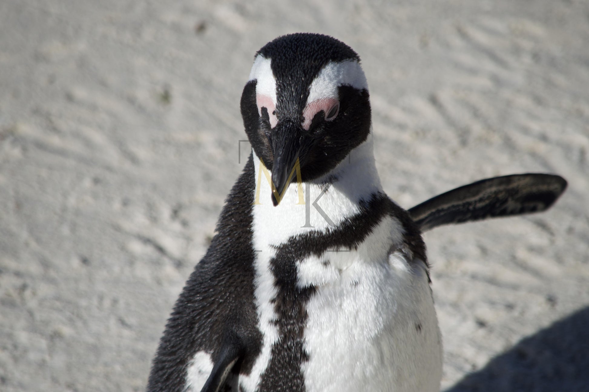 Penguin #2