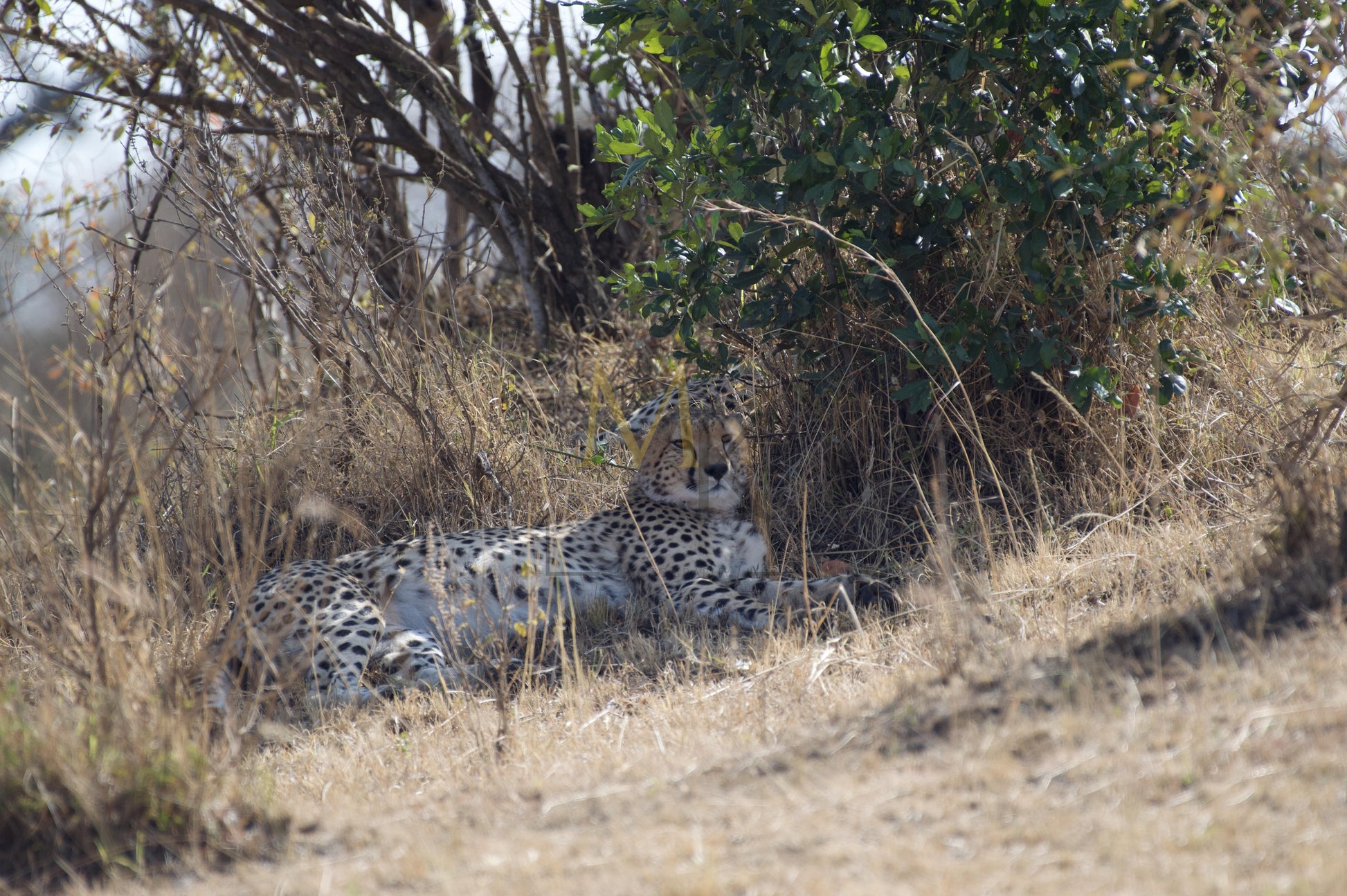 Resting Cheetah