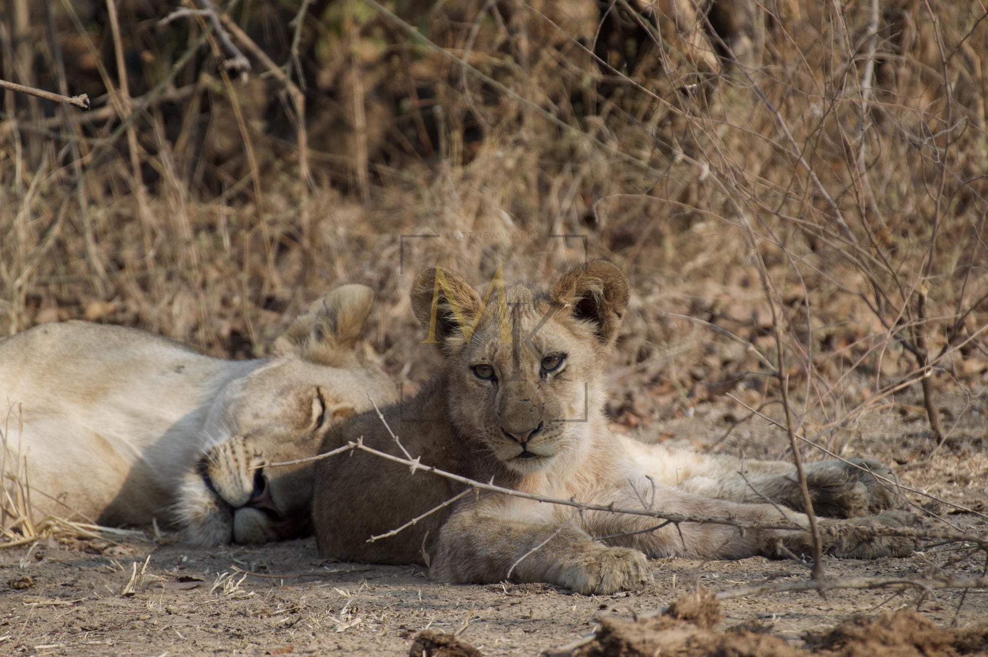 Resting Lion Cub