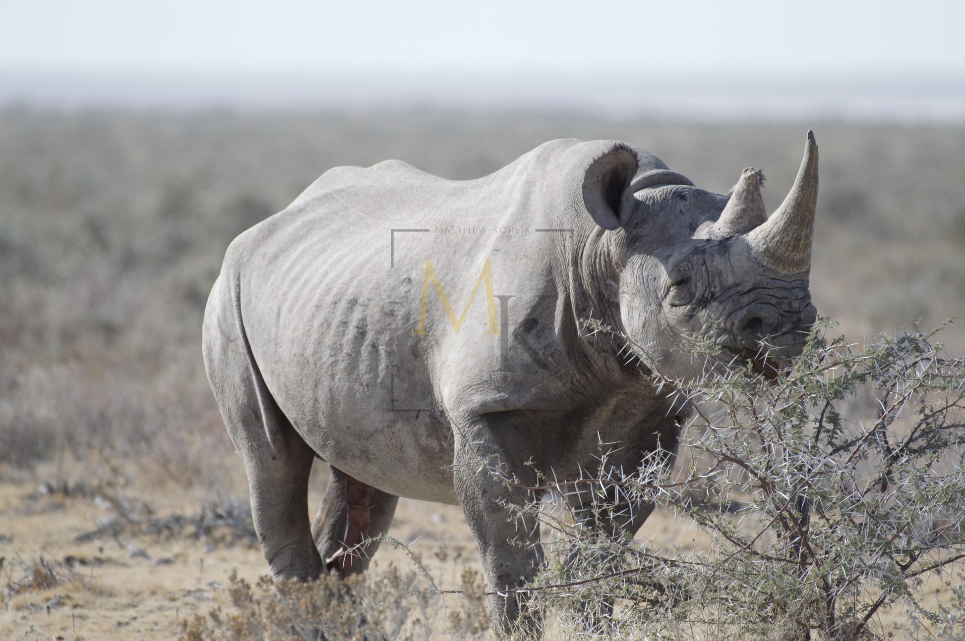 Rhinoceros Eating Shrubs #1