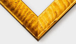 Safari Gold 1"