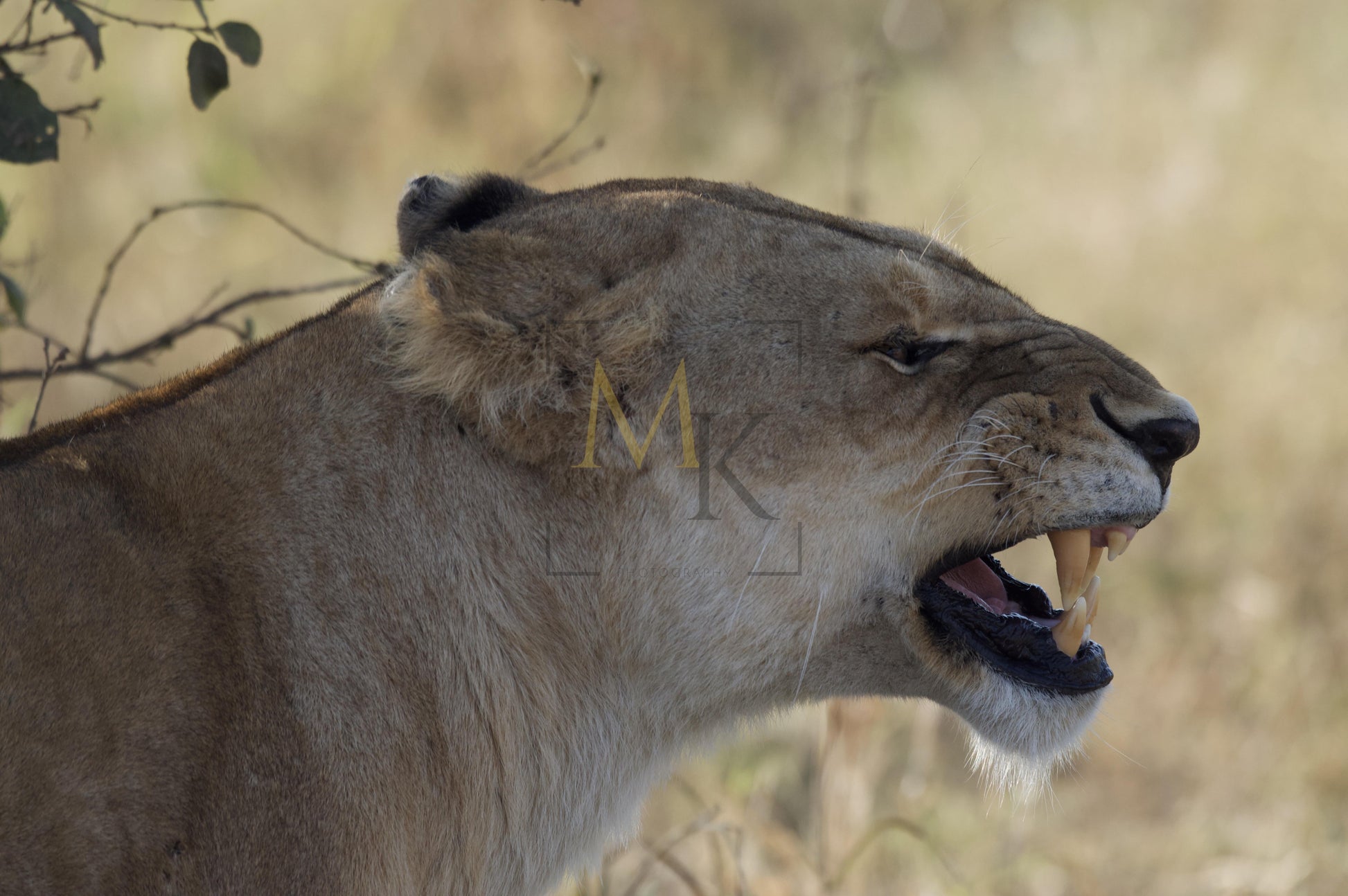 Snarling Lioness