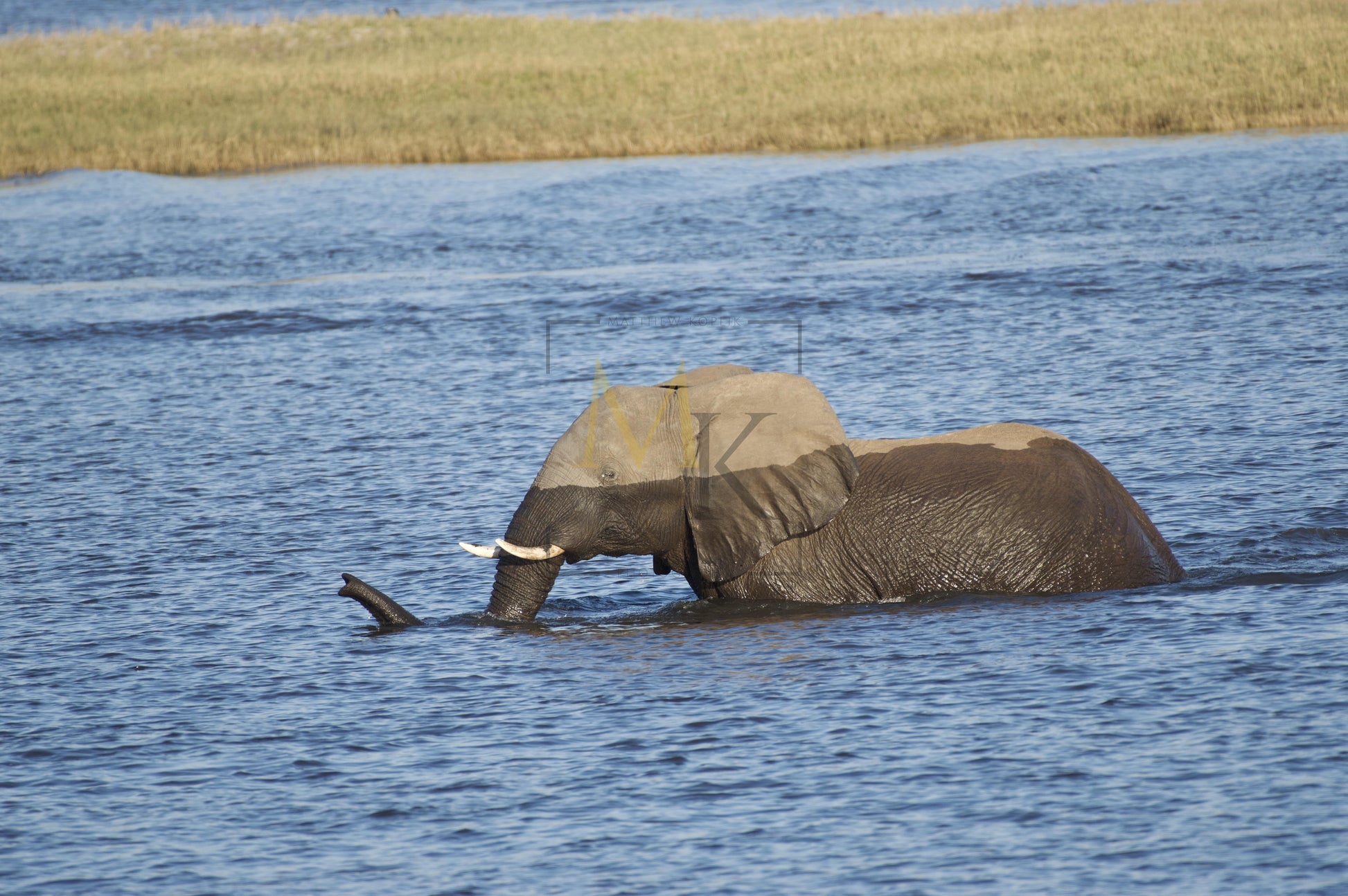 Swimming Elephant