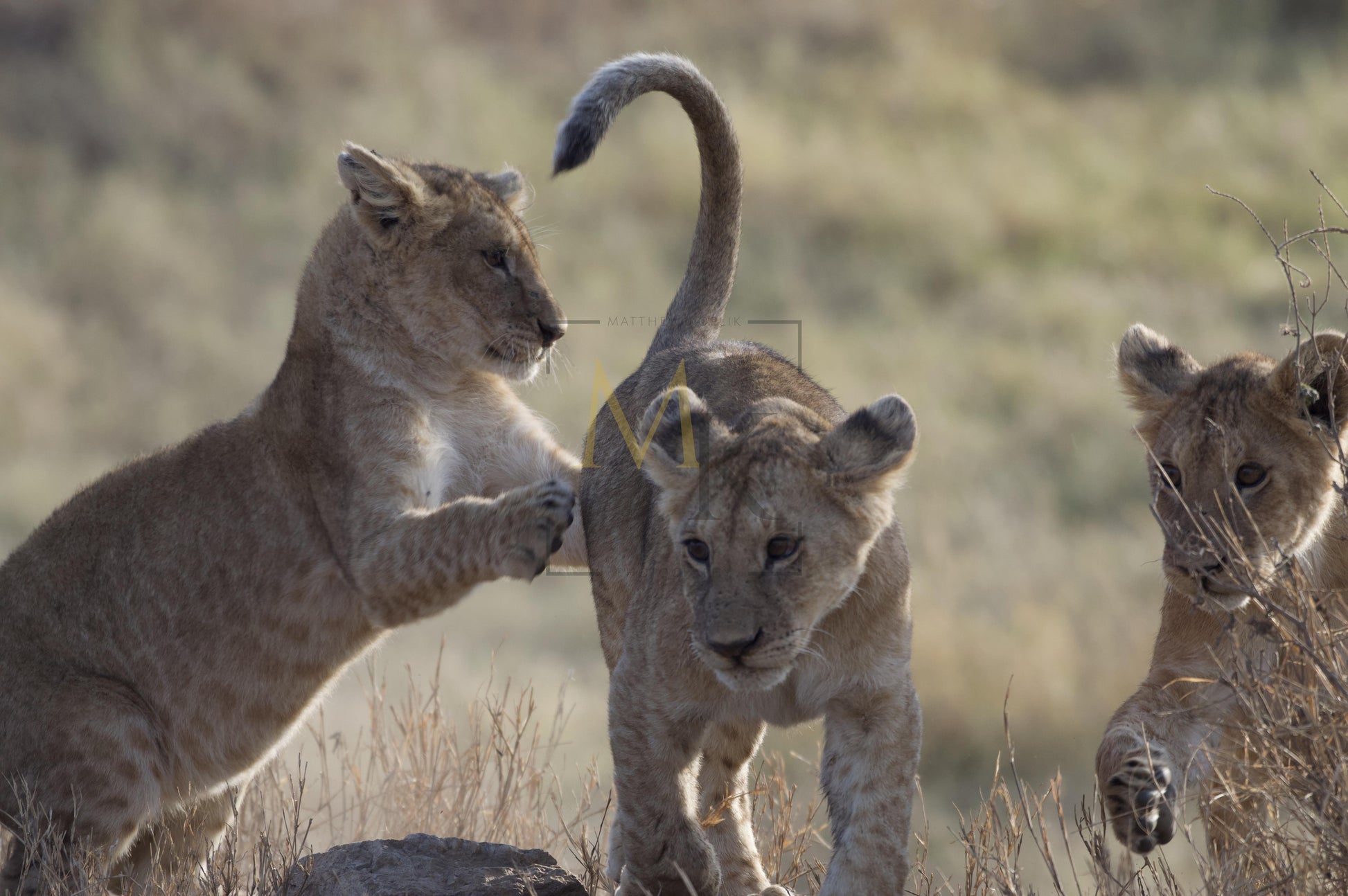 Three Cubs Playing