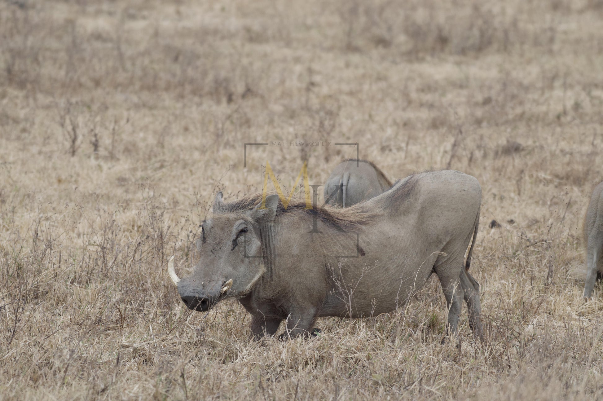 Warthog