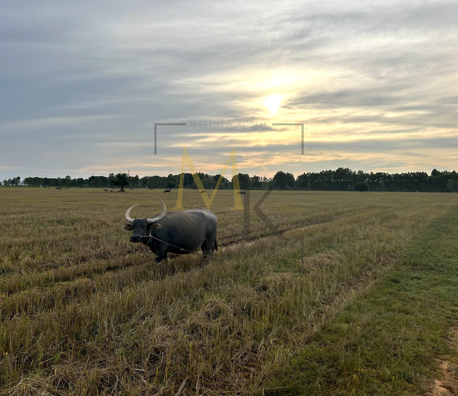Water Buffalo in Field