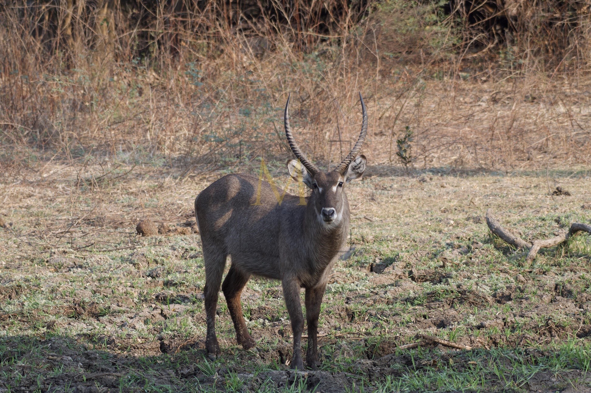 Waterbuck