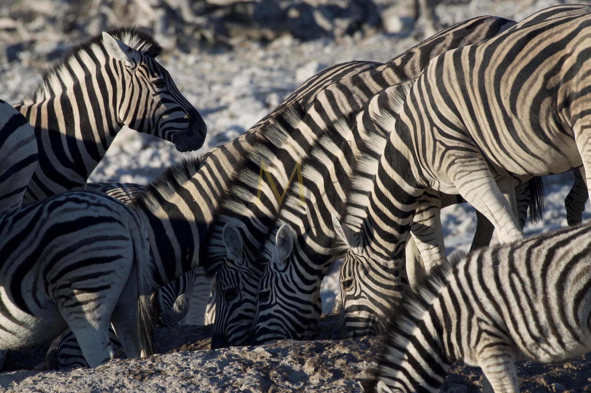Zebra at Watering Hole